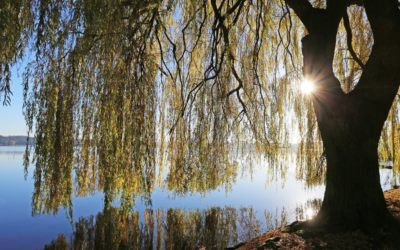 Stress & Anxiety: Understanding Your Reaction to and Recovery from Stressors